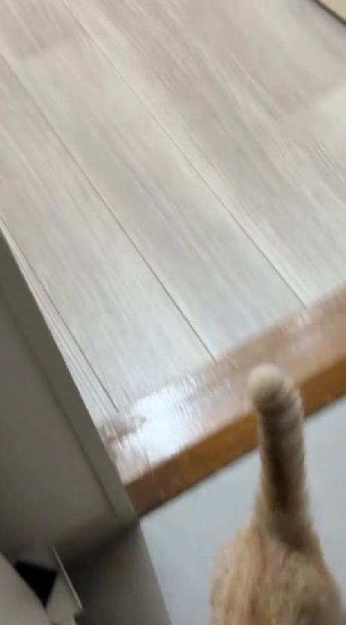 飼い主の足元を駆けて行く猫