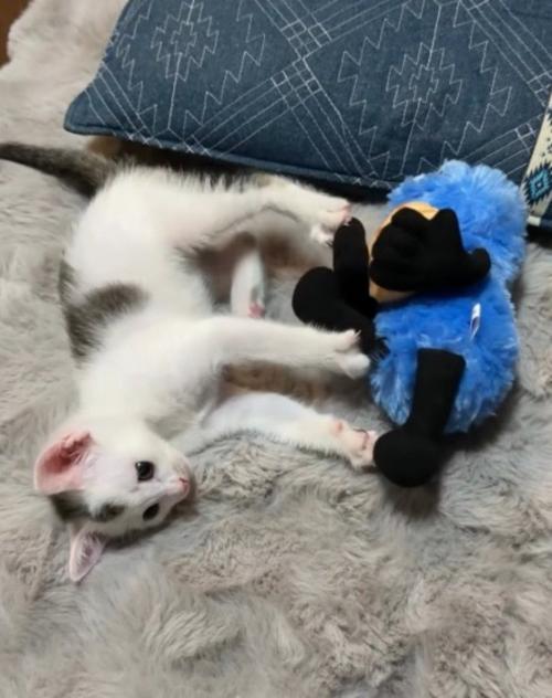 足を伸ばして、ぬいぐるみを自分から離す子猫