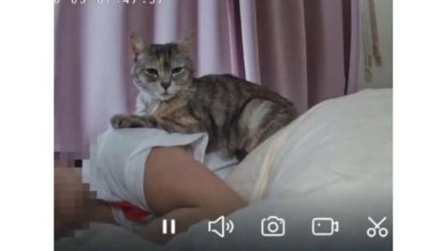 女性の上にいる猫