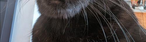 黒猫の首元
