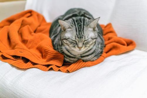 飼い主の服の上に乗る猫