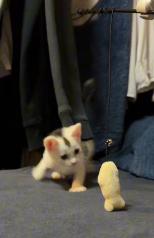 目の前に現れたぬいぐるみに飛びかかる子猫