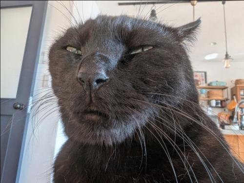 違う猫のような表情に