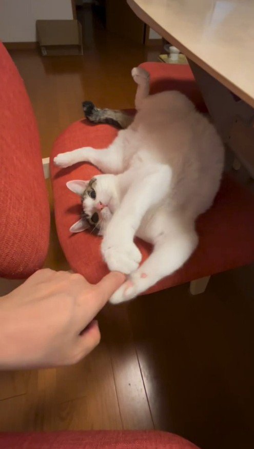 握手しながら飼い主を見つめる猫