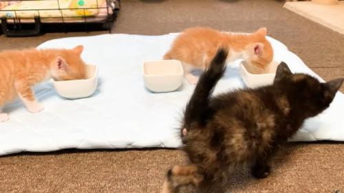 食べている茶トラ白の様子を見るサビ猫