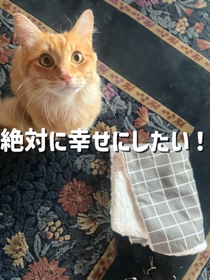 室内で大きな瞳を向ける茶々丸ちゃん