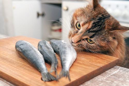 まな板の上の魚を食べようとする猫