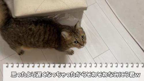 かまってほしくて飼い主の周りをウロウロしているミヌエット
