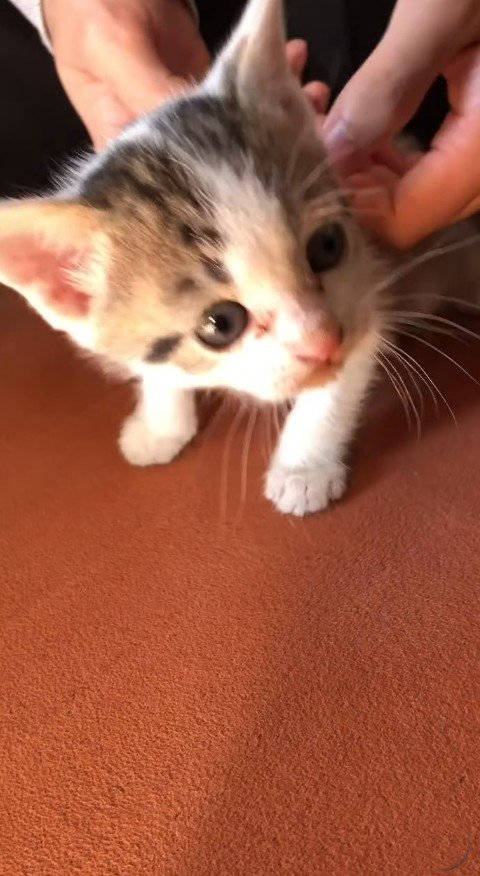 子猫時代の保護猫