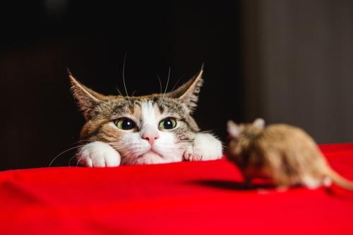 ネズミをみつめる猫