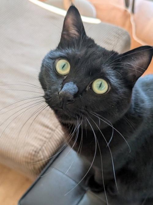 大きな瞳の黒猫
