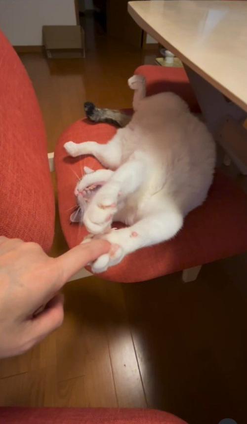 握手しながらあくびをする猫