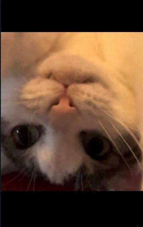 へそ天中の猫の顔アップ