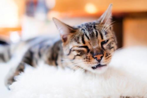 鼻をたらしながらくしゃみをする猫