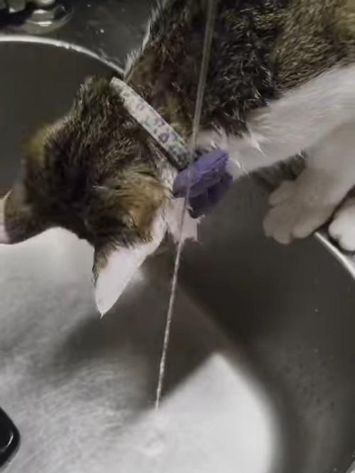 シンクをのぞき込む猫