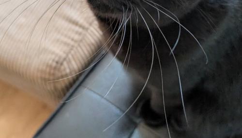黒猫の足元
