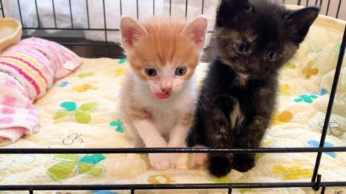 舌をぺろりと出す茶トラ白と並んで座るサビ猫