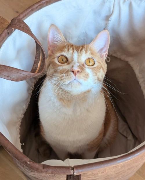 見上げる茶白の猫