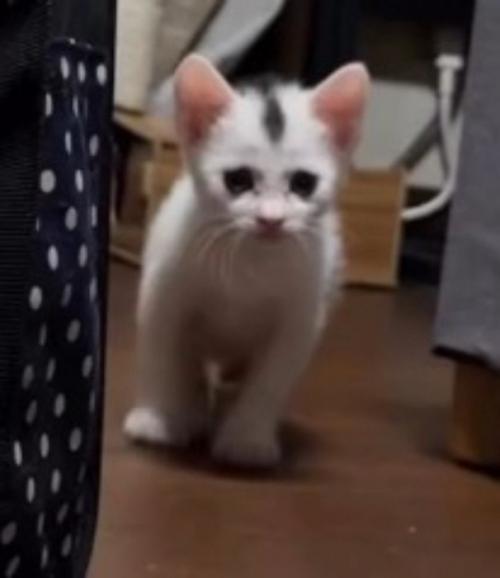 飼い主と目が合って立ち止まる子猫