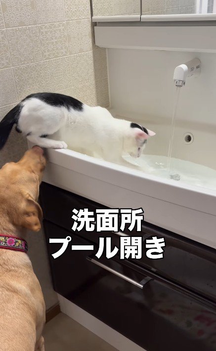 シンクで水遊びをする猫