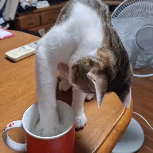 コップに前足を入れる猫