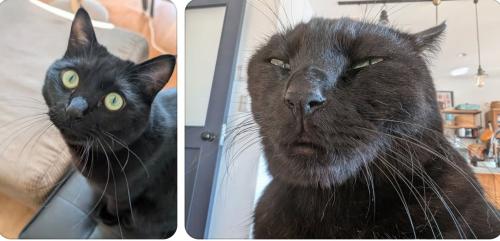 2枚の猫の写真