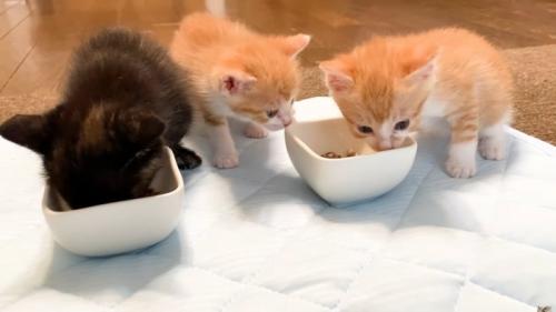 離乳食を食べ始めたサビ猫