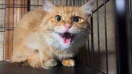 ケージの隅で口を開けて警戒する茶トラ猫