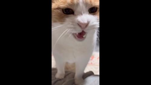 ドアップでニャー