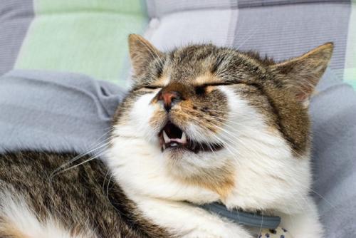 逆くしゃみ?をする猫