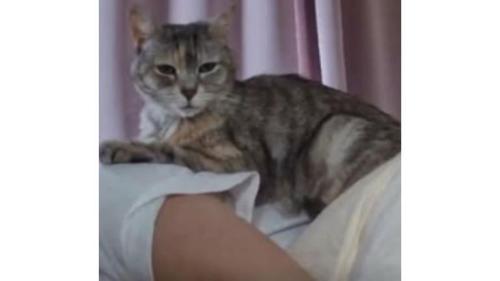 女性の上にいる猫