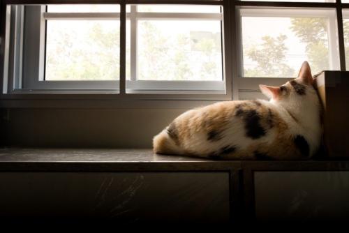 窓際にいる三毛猫の後ろ姿