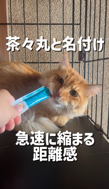 ケージの中でおやつを食べる茶々丸ちゃん