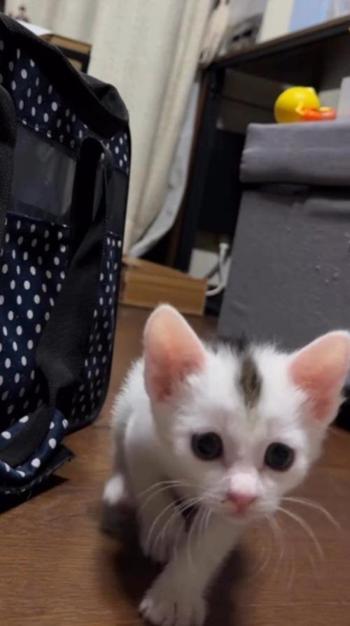 姿勢を低くして飼い主ににじり寄る子猫