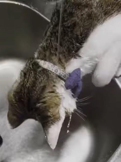 頭に水が流れ落ちる猫