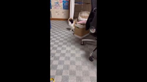 そっぽを向く姿