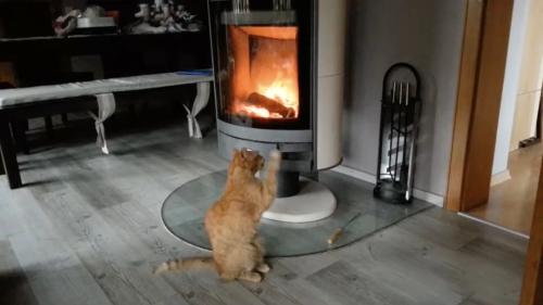 立て膝で一人密かに護摩を焚く猫、ペレットストーブ火壇に見立て