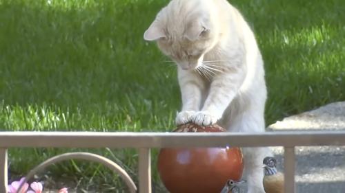 水属性の理力を持つ猫全力で、吹き出す水を両手で封じる