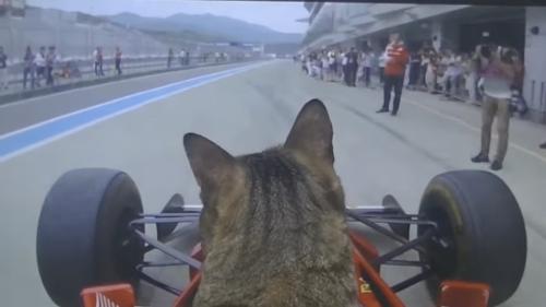 加減速Gも横Gにも動ぜず、猫がF1乗ったらこうなる