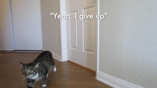 ドア前で拗ねて転んで泣き落とし、それでも開かずギブアップする猫