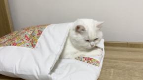 フカフカの布団で丸まり眠る猫、吸引力には抵抗できず