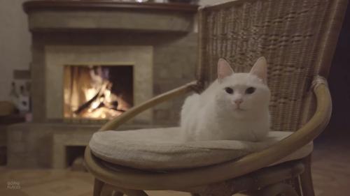 揺れる火にぬくぬくうたた寝する猫動画、ただそれだけの1時間15分