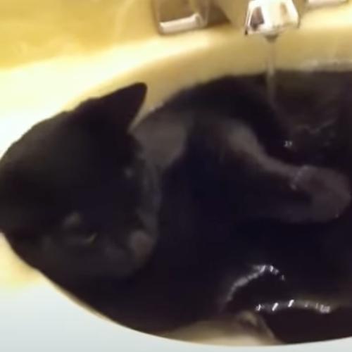 洗面のシンクを湯船に横たわる猫、お湯のみつつ疲れを癒やす