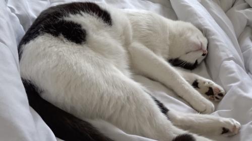 雨音に包まれ眠る猫の顔、見ているこちらも眠気が移り