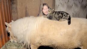 飼い主の歌に合わせて猫は舞う、草食む馬の背中を舞台に