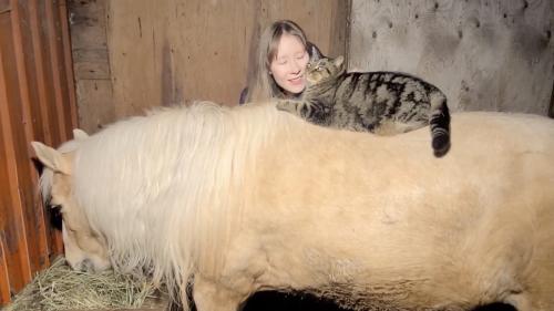 飼い主の歌に合わせて猫は舞う、草食む馬の背中を舞台に