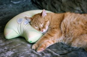 本日の美人猫vol.424
