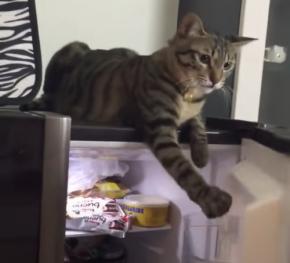 冷蔵庫閉ざすな閉てるな閉め切るな、開放せよと猫は手向かう