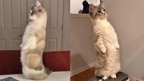 胸を張り背筋を伸ばして屹立する猫、ミーアキャットのごとくのけぞる