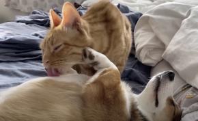 猫舌の匠の技の毛づくろい、止めた瞬間リピート催促